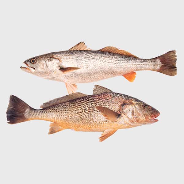 Other Species