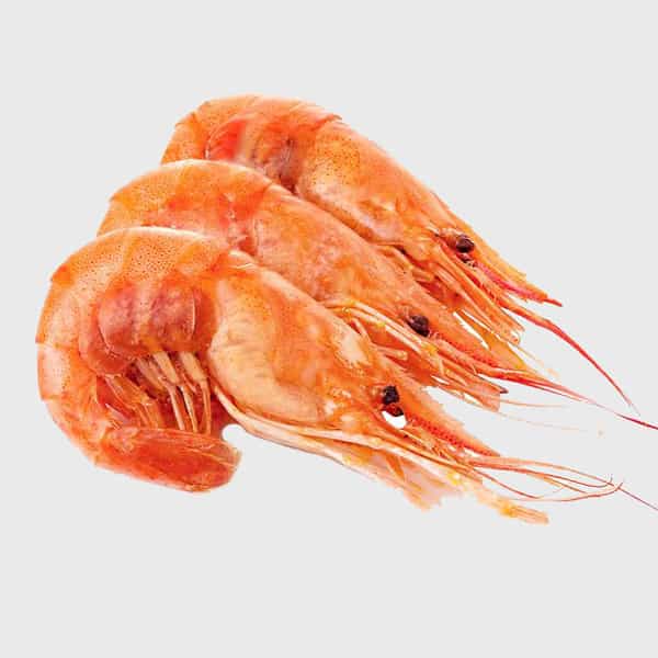 Red Shrimp