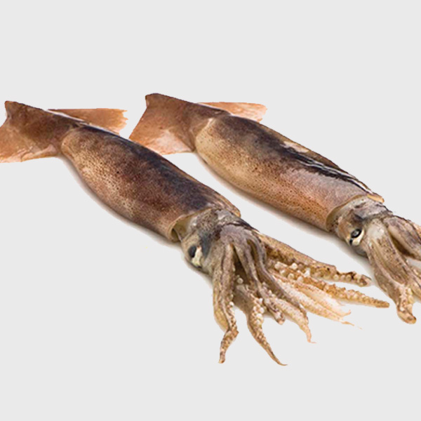 Squid